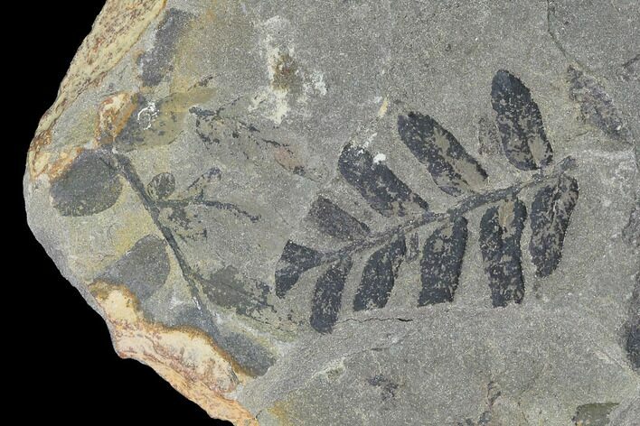 Pennsylvanian Fossil Fern (Neuropteris) Plate - Kentucky #142403